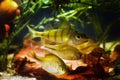 Active predator European perch, Perca fluviatilis and omnivores European bitterling, Rhodeus amarus, ornamental adult fish Royalty Free Stock Photo