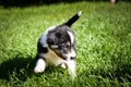 Active puppy of border collie, he want be with human. Royalty Free Stock Photo