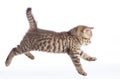 Active running cat side view isolated Royalty Free Stock Photo