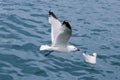 Active sea gulls seagulls over blue sea ocean Royalty Free Stock Photo