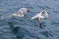 Active sea gulls seagulls over blue sea ocean