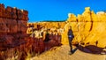 Active Senior Woman hiking at Sunrise in the Vermilion Colored Hoodoos along the Navajo Trail in Bryce Canyon National Park, Utah Royalty Free Stock Photo