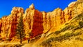 Active Senior Woman hiking at Sunrise in the Vermilion Colored Hoodoos along the Navajo Trail in Bryce Canyon National Park, Utah Royalty Free Stock Photo