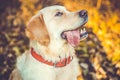 Active, smile and happy purebred labrador retriever dog outdoors in grass park
