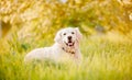 Active, smile and happy purebred labrador retriever dog outdoors in grass park on sunny summer day Royalty Free Stock Photo