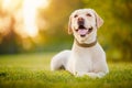 Active, smile and happy purebred labrador retriever dog outdoors in grass park on sunny summer day