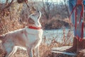 Active, smile and happy purebred labrador