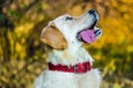 Active, smile and happy purebred labrador retriever dog outdoors in grass park Royalty Free Stock Photo