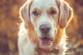 Active, smile and happy purebred labrador retriever dog outdoors in grass park Royalty Free Stock Photo