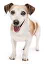 Active smiling senior 13 years old dog Jack Russell terrier looking at camera and smiling. Royalty Free Stock Photo