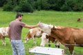 Active sporty male hiker observing and caressing pasturing cows on meadow.