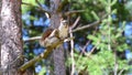 Active squirrel on tree branch