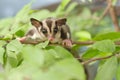 Active sugar-glider on nature Royalty Free Stock Photo