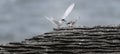 Active tern of the white-fronted tern colony at Pancake rocks, New Zealand Royalty Free Stock Photo