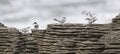 Active terns, two of them mating, of the white-fronted tern colony at Pancake rocks, New Zealand Royalty Free Stock Photo