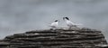 Active terns of the white-fronted tern colony during a courtship behaviour at Pancake rocks, New Zealand