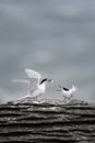 Active terns of the white-fronted tern colony during a courtship behaviour at Pancake rocks, New Zealand