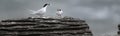 Active terns of the white-fronted tern colony during a courtship behaviour at Pancake rocks, New Zealand