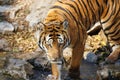 Active Tiger Front View Royalty Free Stock Photo