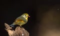 red billed leiothrix