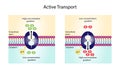 Active transport across the cell membrane. Substance movement against concentration gradient requires energy, ATP.