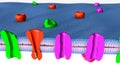 Active Transport human cell