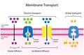 Active vs passive transport, Molecules movement in cell. Membrane transport, Diffusion and facilitated diffusion. Active transport