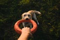 Active walk outside with a dog in the park in summer at sunset. Female owner playing with a labrador in tug-of-war with a round Royalty Free Stock Photo