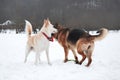 Active walk with two dogs in snow. Black and tan German Shepherd and white half breed shepherd stand in nature in snowy forest and Royalty Free Stock Photo