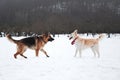 Active walk with two dogs in snow. Black and tan German Shepherd and white half breed shepherd stand in nature in snowy forest and Royalty Free Stock Photo