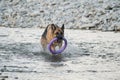 Active walking and playing with dog in the water. German Shepherd of black and red color is fun and actively playing in river with Royalty Free Stock Photo