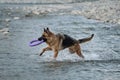 Active walking and playing with dog in the water. German Shepherd of black and red color is fun and actively playing in river with Royalty Free Stock Photo