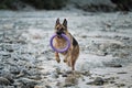 Active walking and playing with dog in water. Splashes fly from under paws. German shepherd of black and red color is fun and Royalty Free Stock Photo