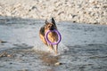 Active walking and playing with dog in water. Splashes fly from under paws. German shepherd of black and red color is fun and Royalty Free Stock Photo