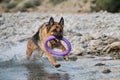 Active walking and playing with dog in water. Splashes fly from under paws. German shepherd of black and red color is fun and Royalty Free Stock Photo