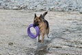 Active walking and playing with dog in water. Splashes fly from under paws. German shepherd of black and red color runs merrily Royalty Free Stock Photo