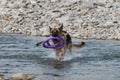 Active walking and playing with dog in water. Splashes fly from under paws. German shepherd of black and red color runs merrily Royalty Free Stock Photo