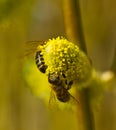 Active work of bees to collect pollen from willow flowers Royalty Free Stock Photo