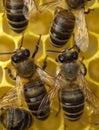 Active work of colony of bees Royalty Free Stock Photo