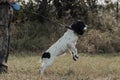 Active young dog is standing on its hind legs in rural