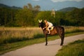 Active young woman ride a horse in nature Royalty Free Stock Photo