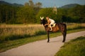 Active young woman ride a horse in nature Royalty Free Stock Photo