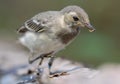 Actively running young White Wagtail close portrait with a small worm in the beak