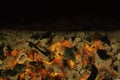 Actively smoldering embers of fire. Black copy space. Royalty Free Stock Photo