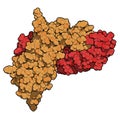 Activin A protein. Stimulates FSH secretion and plays role in regulation of menstrual cycle. 3D rendering based on protein data