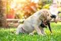 Activite training of two dogs Royalty Free Stock Photo