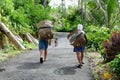 activities of people looking for grass in the forest to feed livestock with baskets