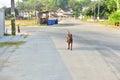 Activity of male dog in the moring