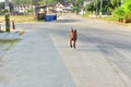 Activity of male dog in the moring