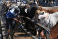 Activity at traditional cow market during the preparation of Eid al-Adha in Indonesia